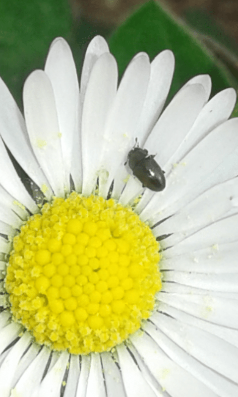 Nitidulidae  sp.